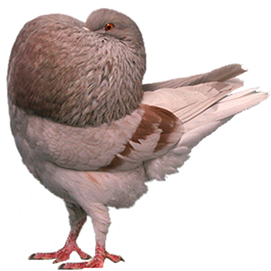 Holle Cropper Pigeon